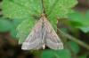 Synaphe punctalis